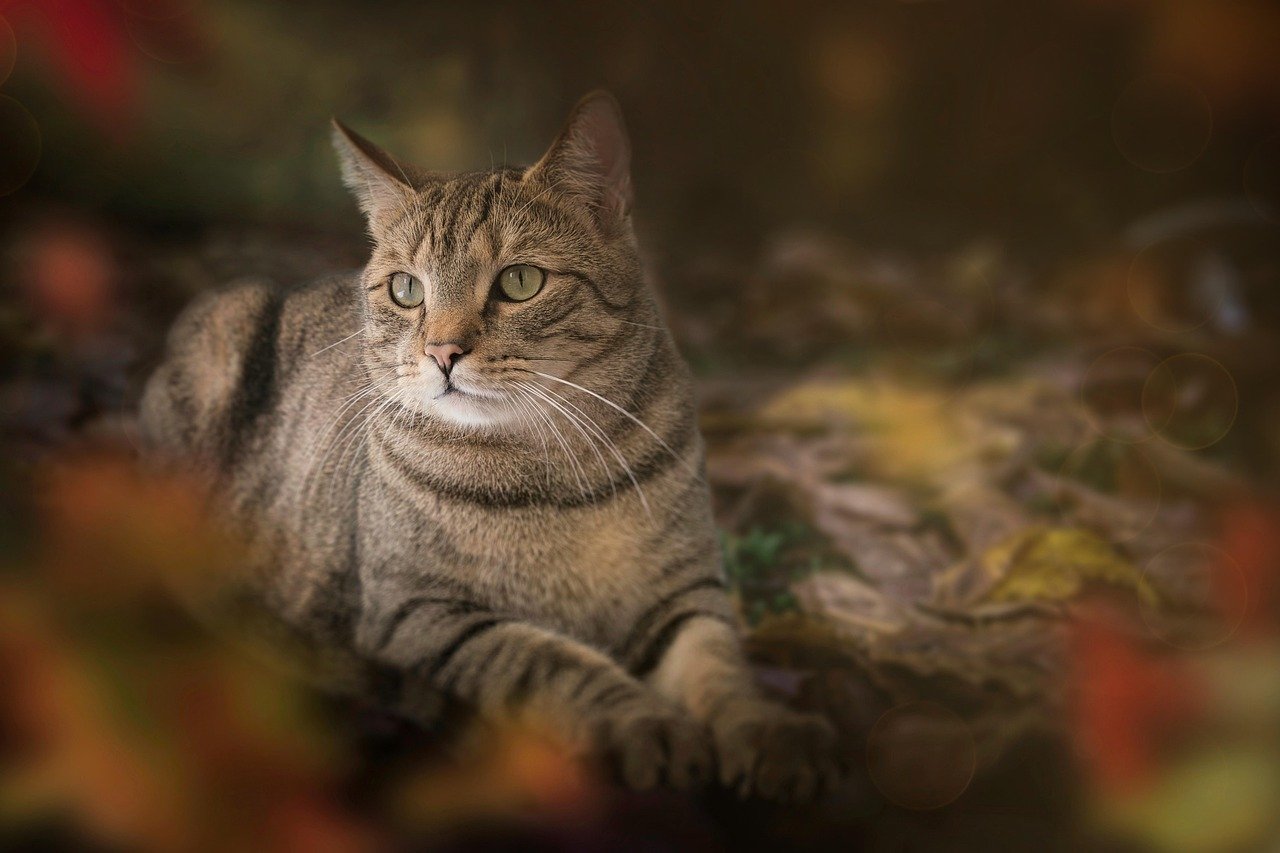 Fall Fun With Your Furry Friends