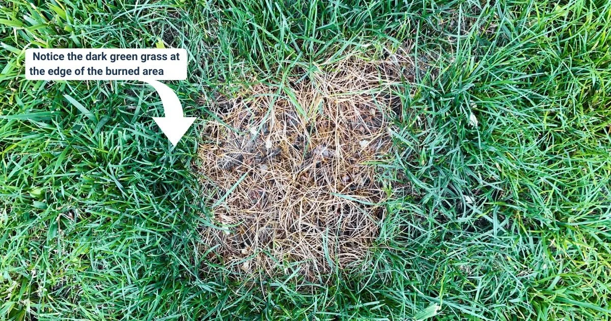 A typical dog urine burn mark in a lawn with dead grass in the center, a ring of darker green grass around it