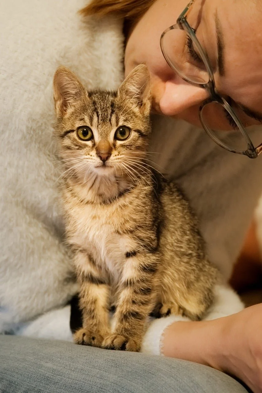 Tabby kitten sitting in a woman's lap