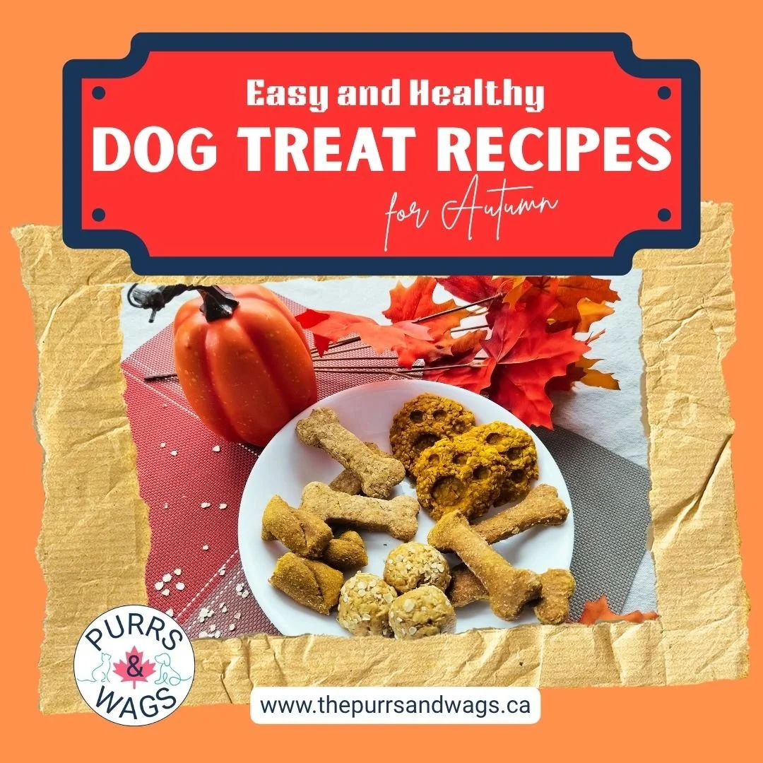 A promotional photo of homemade dog treats to advertise a blog post about Autumn dog treat recipes
