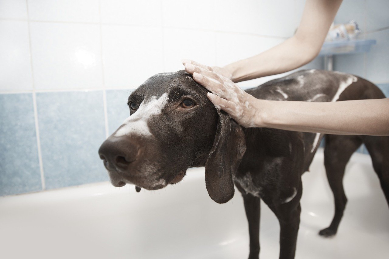 Dog in bathtub, getting a soothing, sudsy, scrub by its pet parent