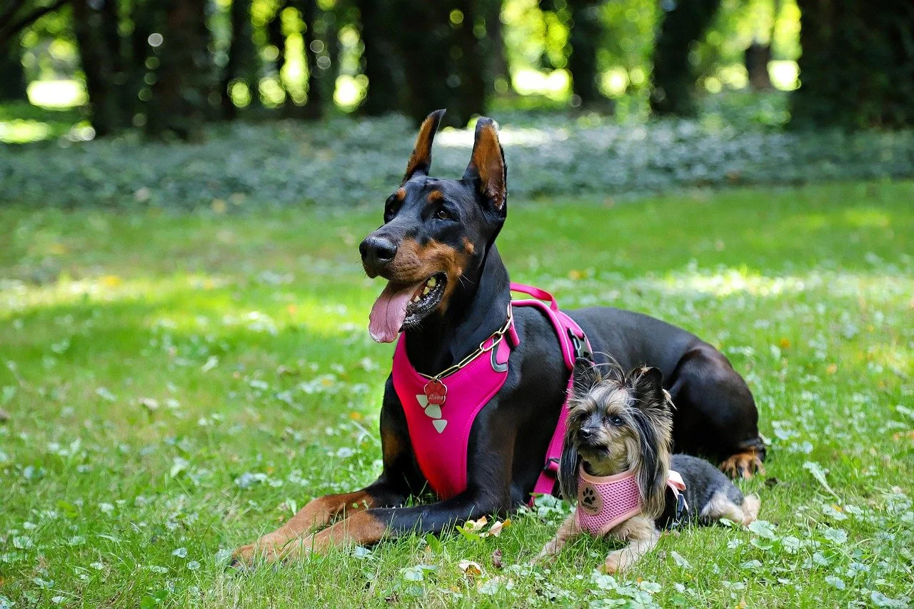 A Doberman and a Yorkie, both wearing neoprene harnesses
