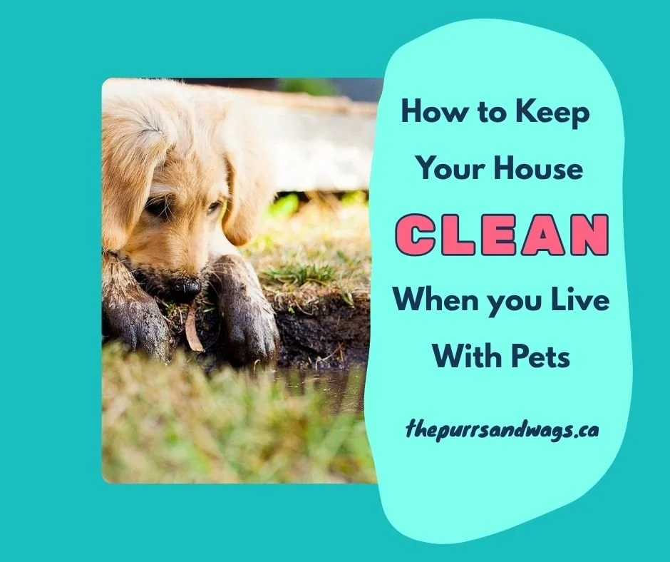 A golden retriever puppy dangling its muddy paws from a deep mud puddle in a yard to promote a blog post about keeping your home clean with pets