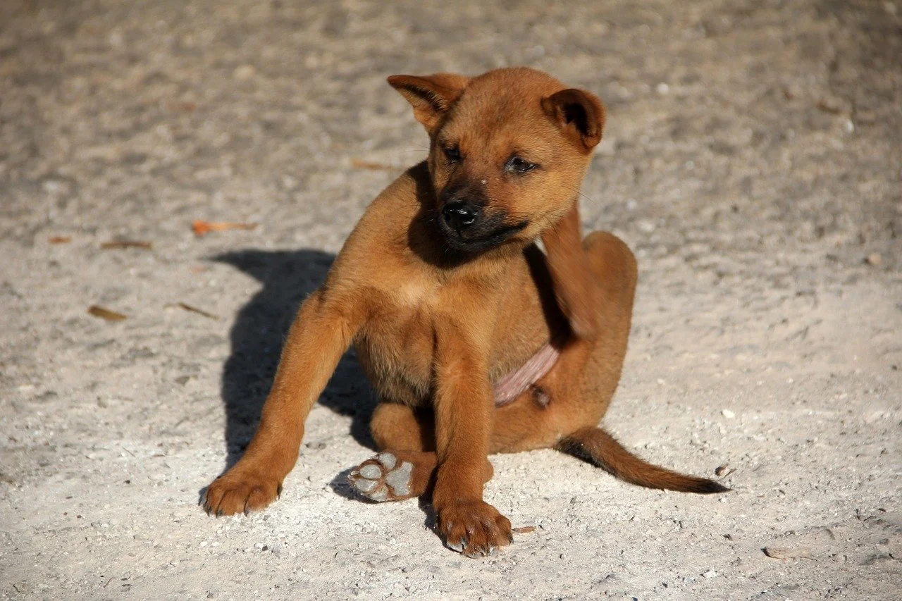 A young dog scratching behind its ear with its hind leg