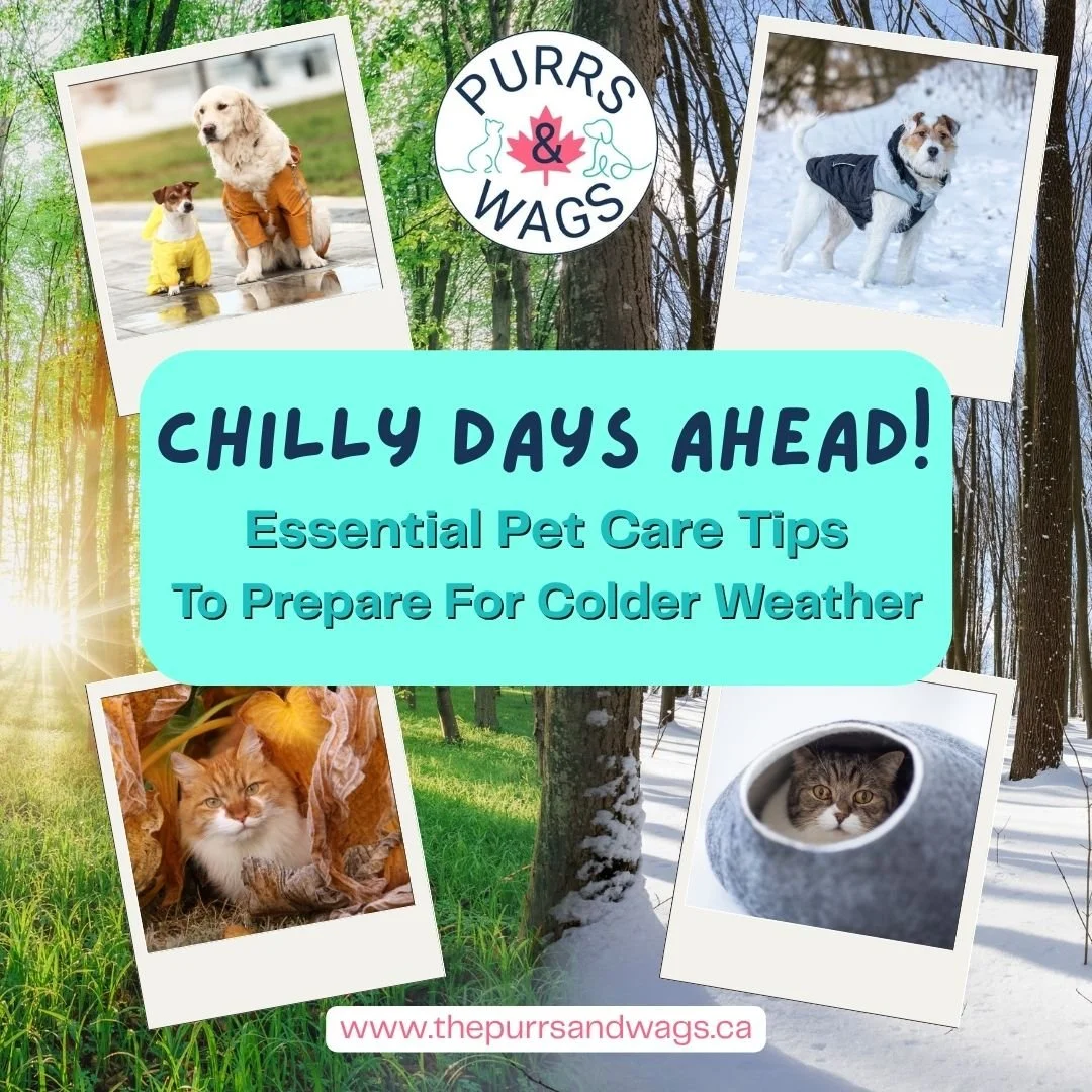 A series of pictures showing dogs and cats transitioning from Fall to Winter gear.