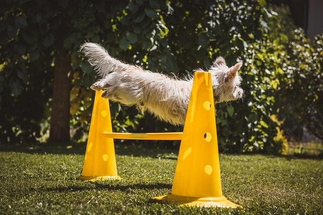 Little white dog jumps over a pylon jump on a dog agility course