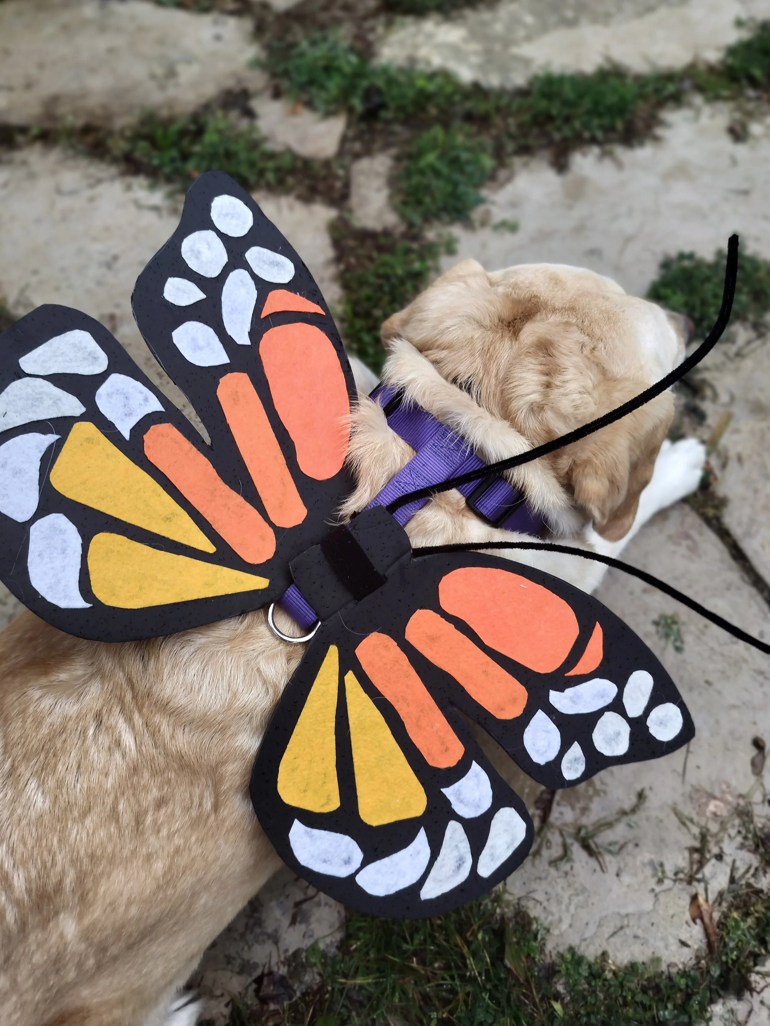 A yellow lab wearing a butterfly wing costume attached to her harness