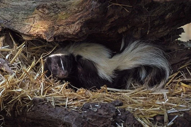 skunk hiding in a hollow log