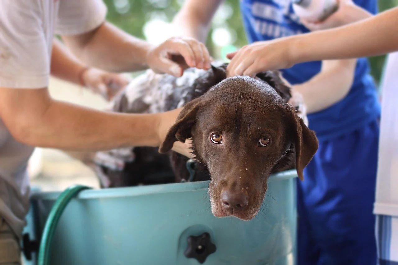 Chocolate lab getting a bath