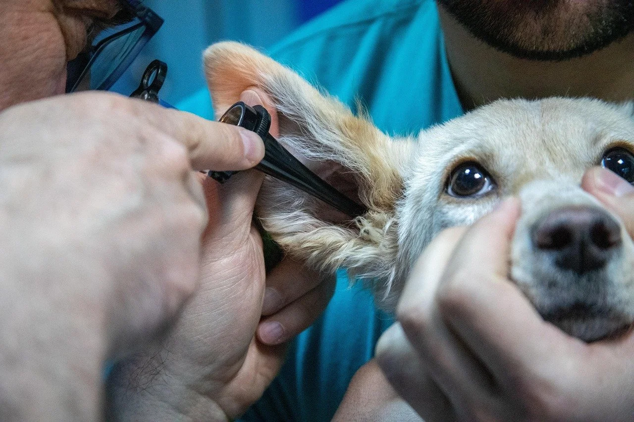 Veterinarian inspecting a dog's ear with a scope