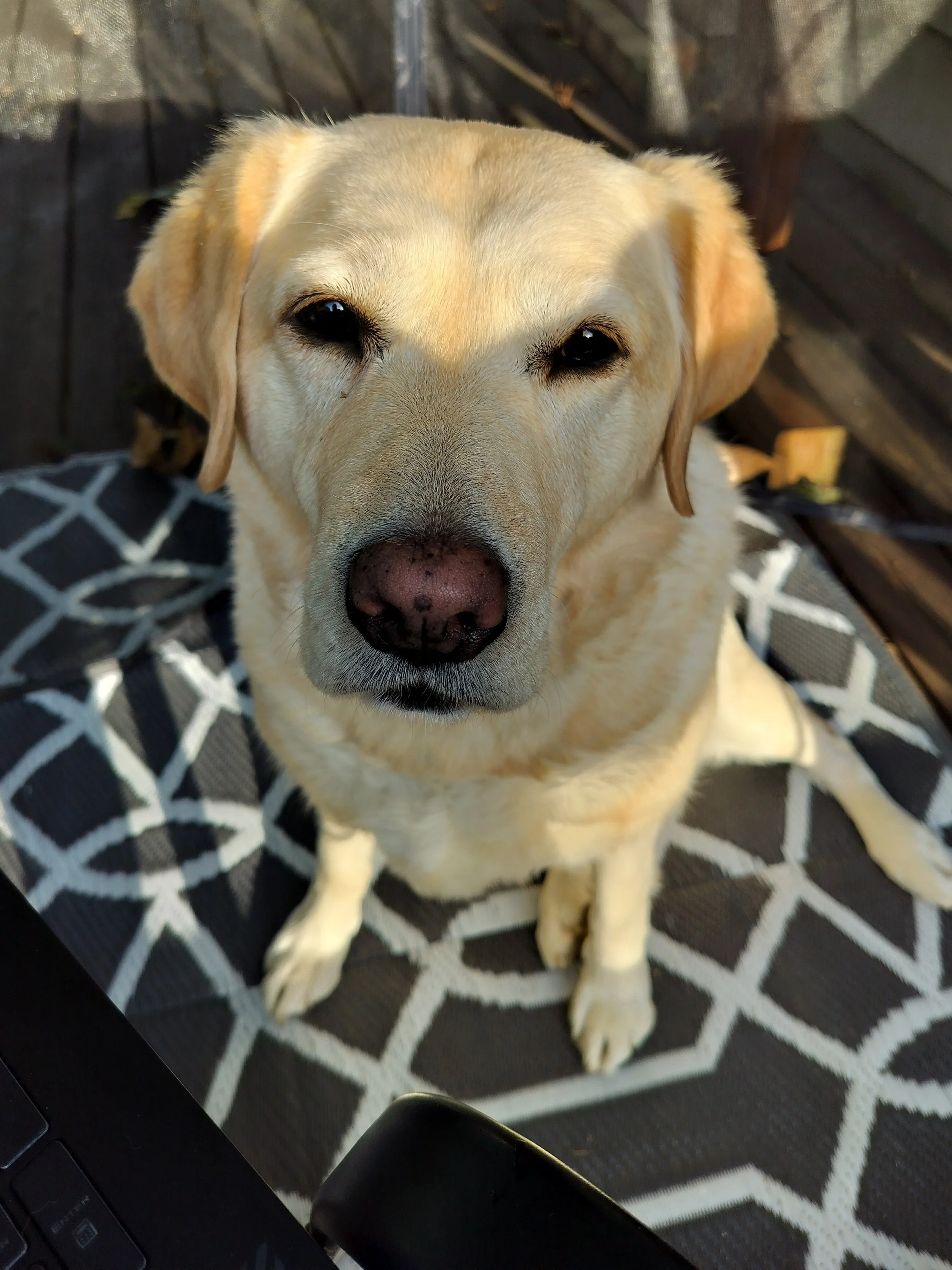 Yellow Lab sitting in a shady area on a deck
