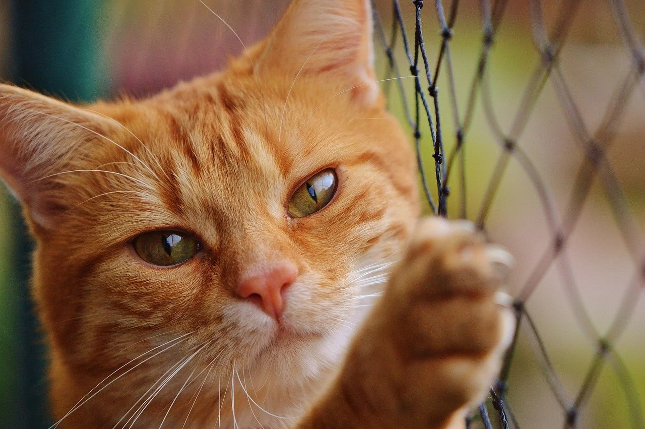 Orange cat looks at the camera while pressed against a netted screen keeping him safe on a balcony