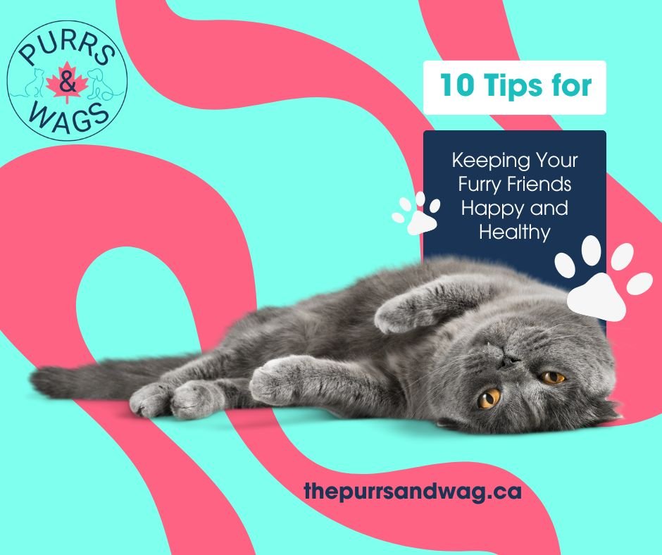 A cat rolling on the ground to promote a blog article about keeping pets happy and healthy.