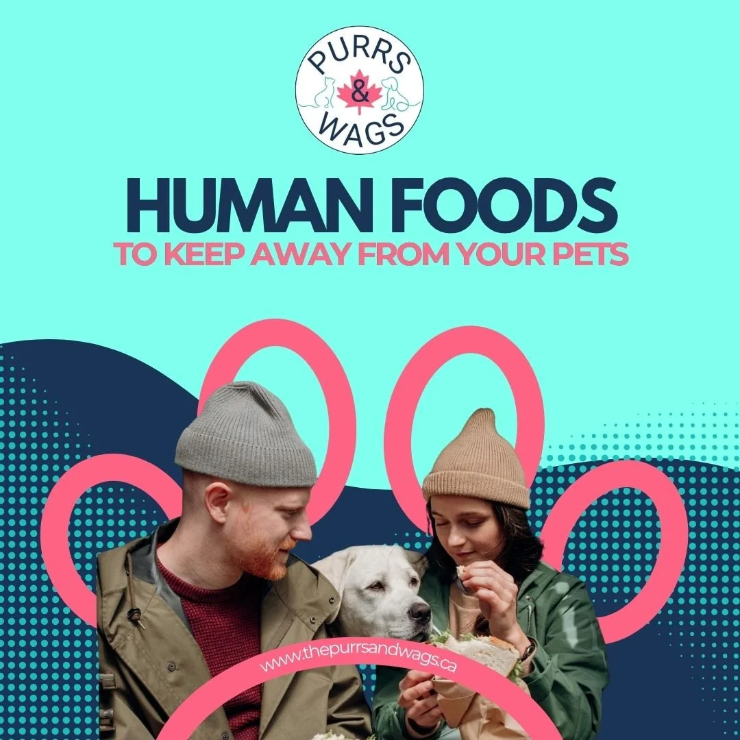 A graphic to promote an article about the dangers of certain human foods to our pets.