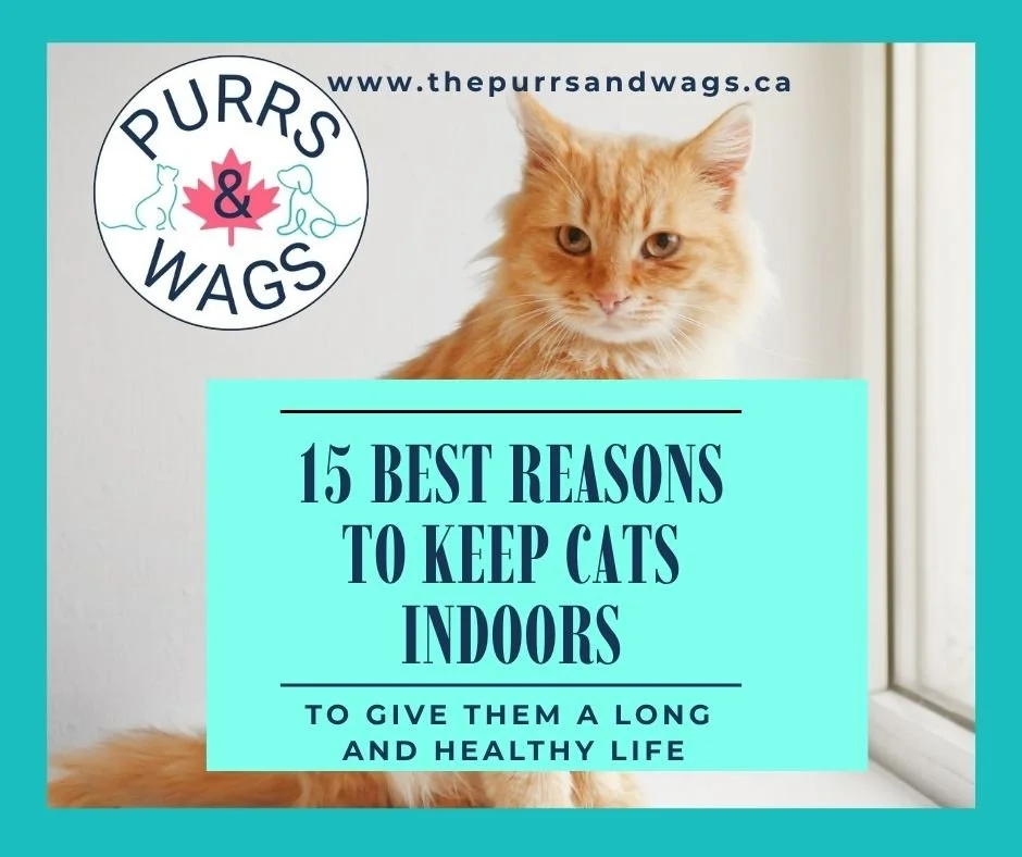 An orange tabby sitting inside on a windowsill, showing that cats are happy and healthy when kept indoors.