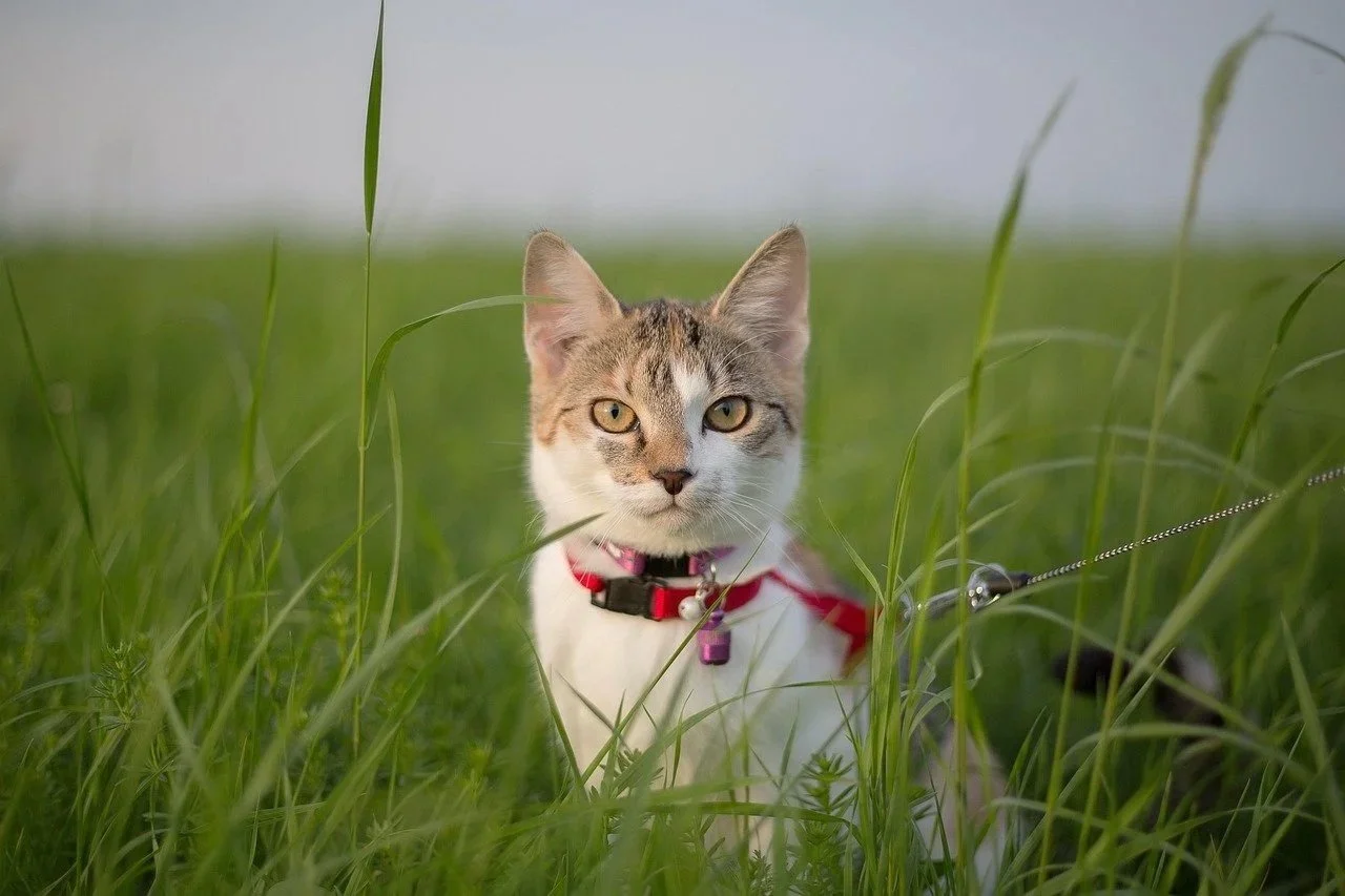 Young cat wearing a collar and harness attached to a leash in a field of grass