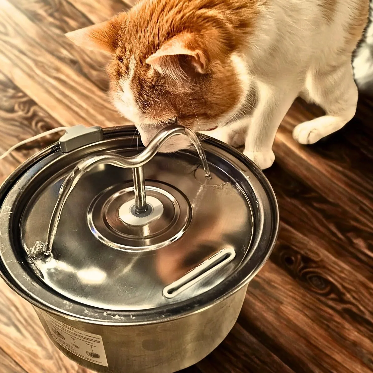 cat watching water flow in pet fountain