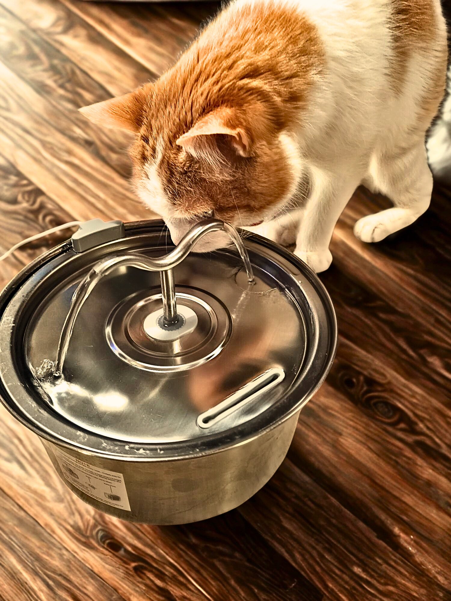 Cat drinking from pet water fountain
