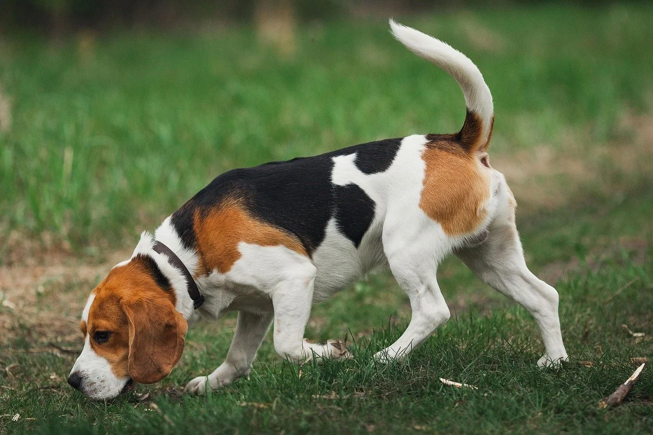beagle exploring a yard with its nose to the ground