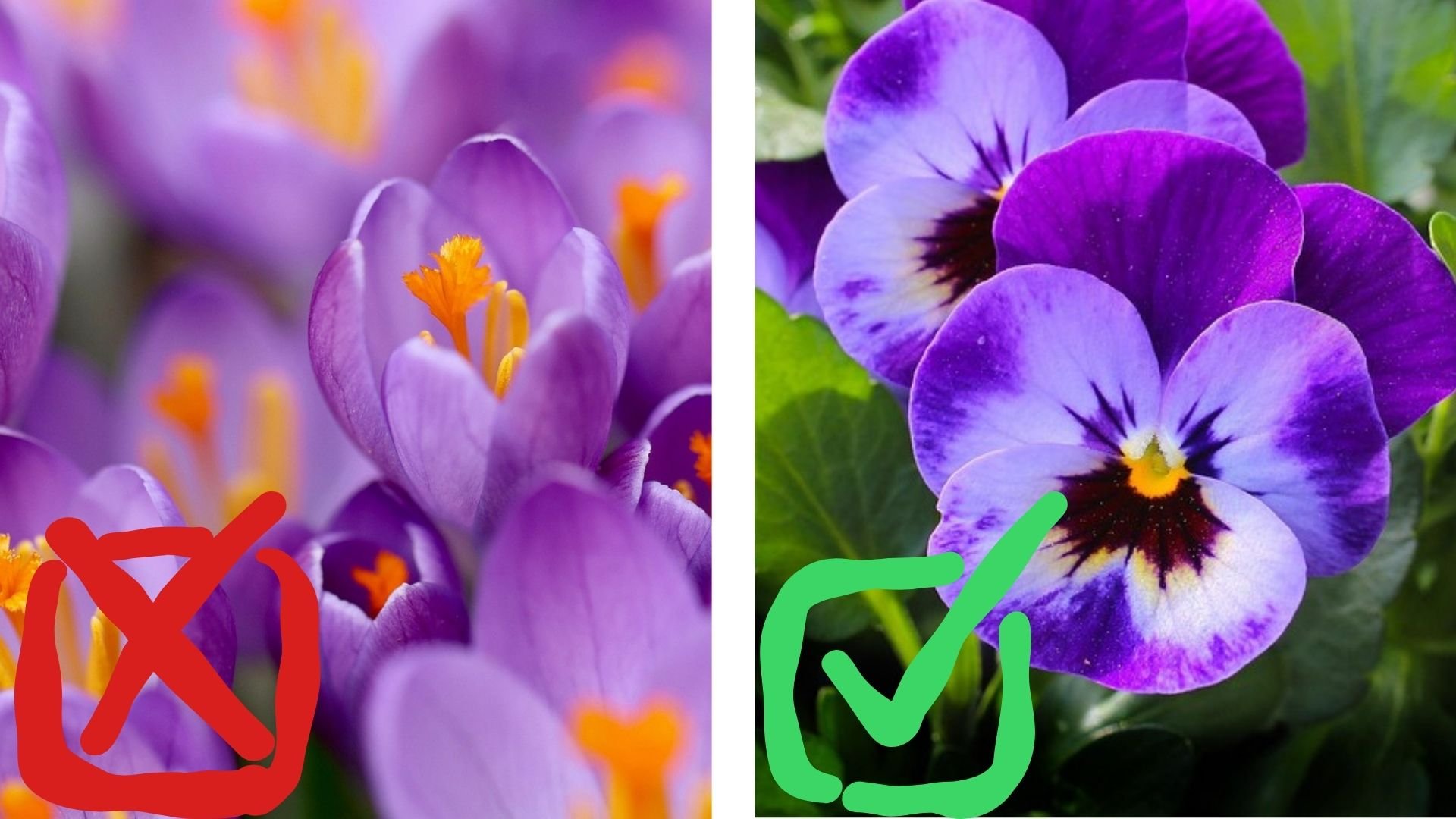 crocus with a red X and pansy with a green checkmark