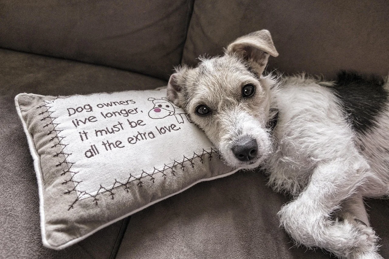 Dog lying on sofa with its head on a pillow