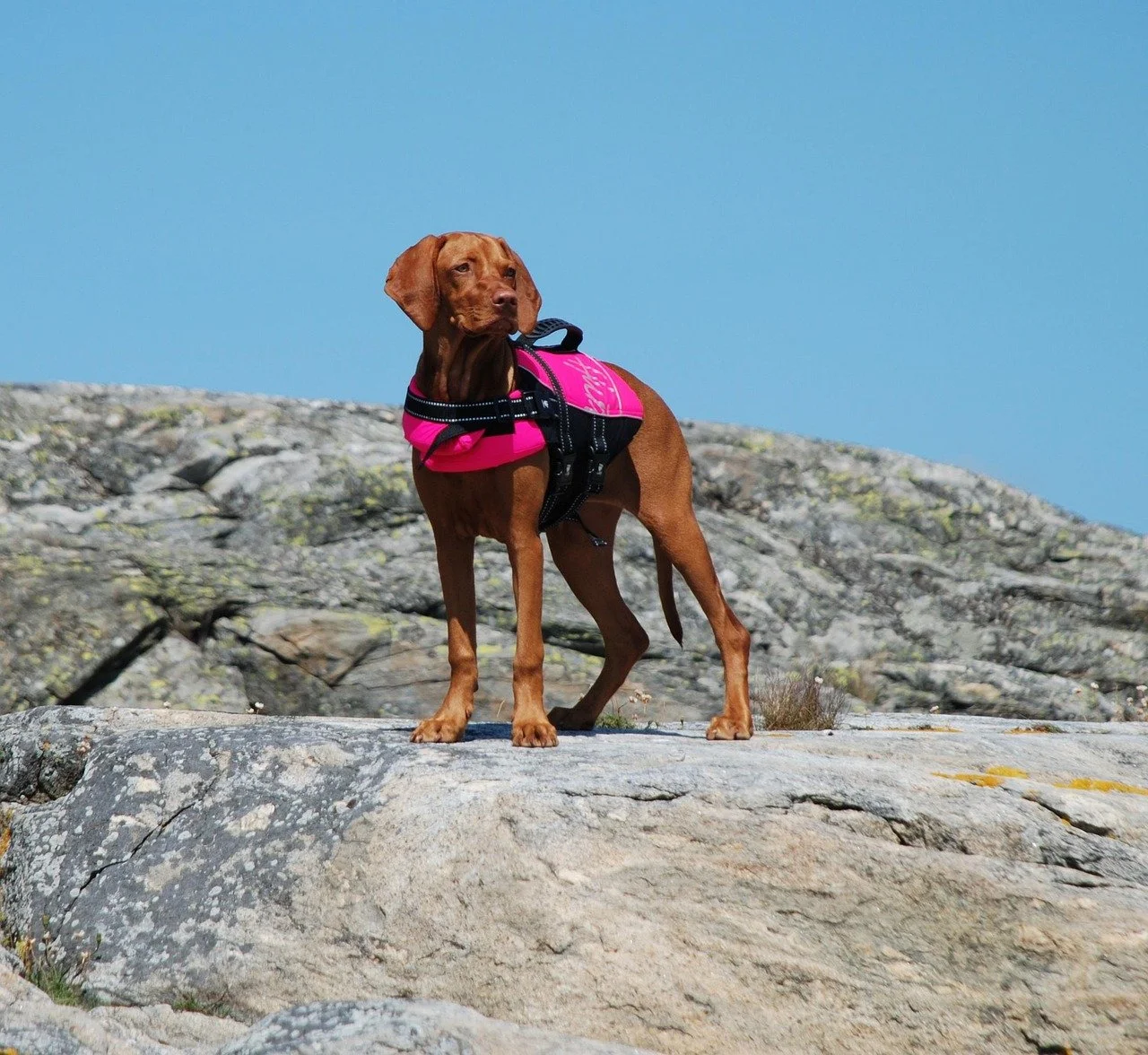 Dog standing on rocks at shoreline in a life jacket