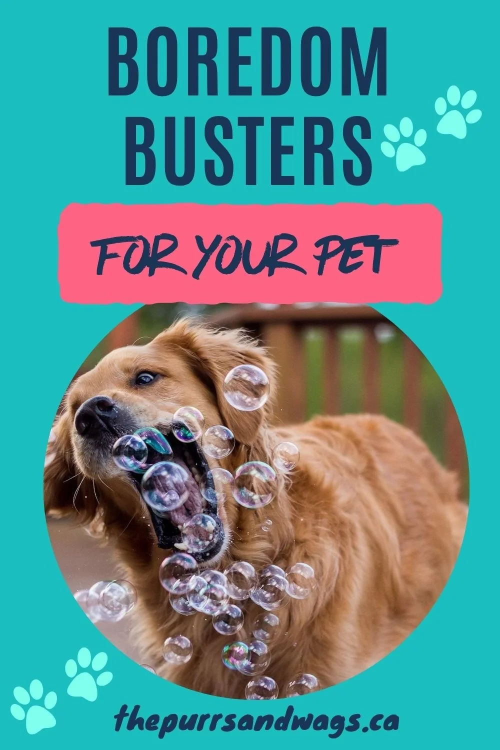 golden retriever biting soap bubbles