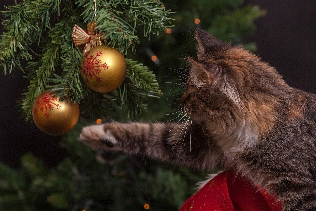Tabby cat gently patting at a Christmas bulb hanging on a Christmas tree