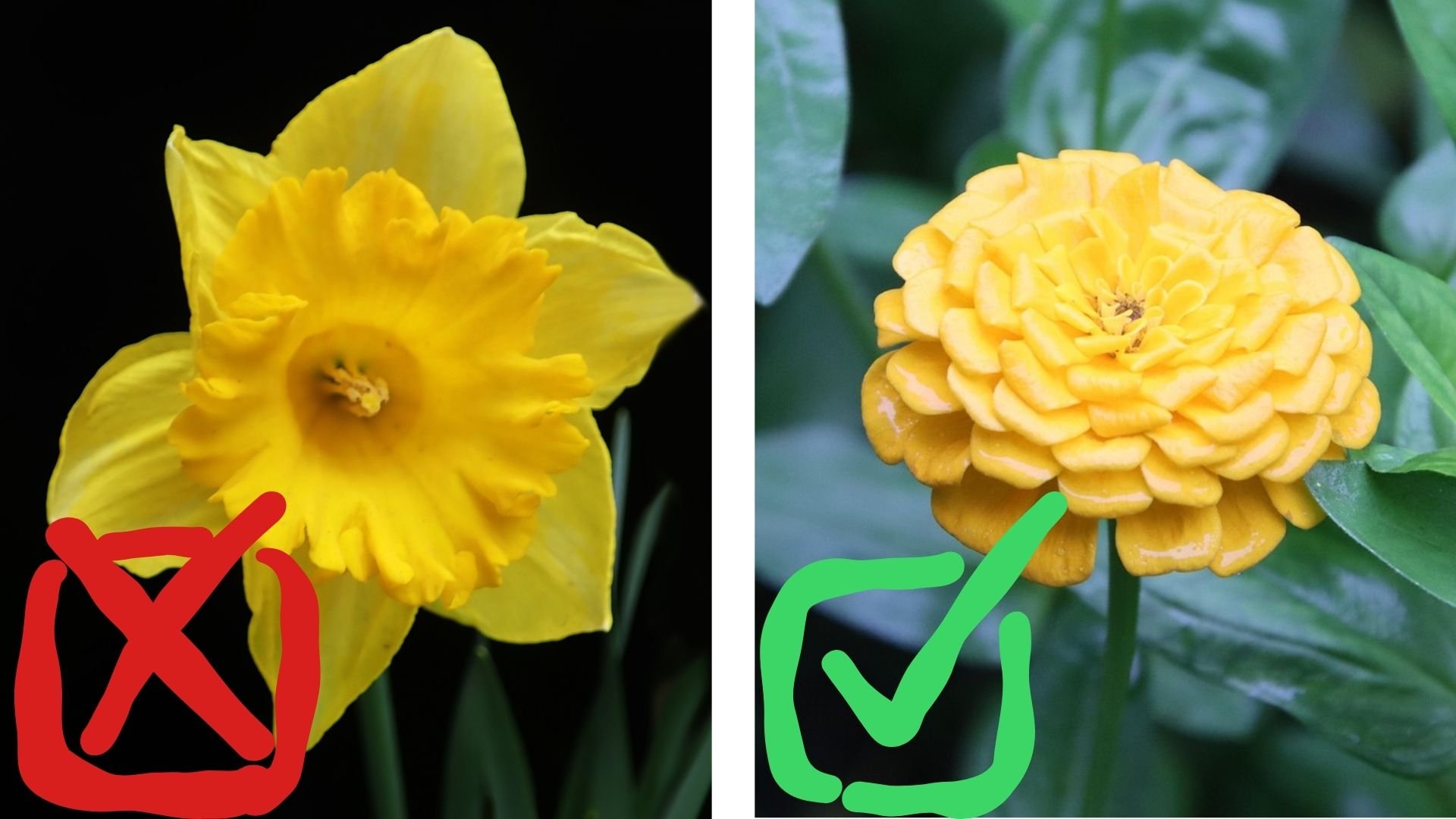 daffodil with a red X and zinnia with a green checkmark