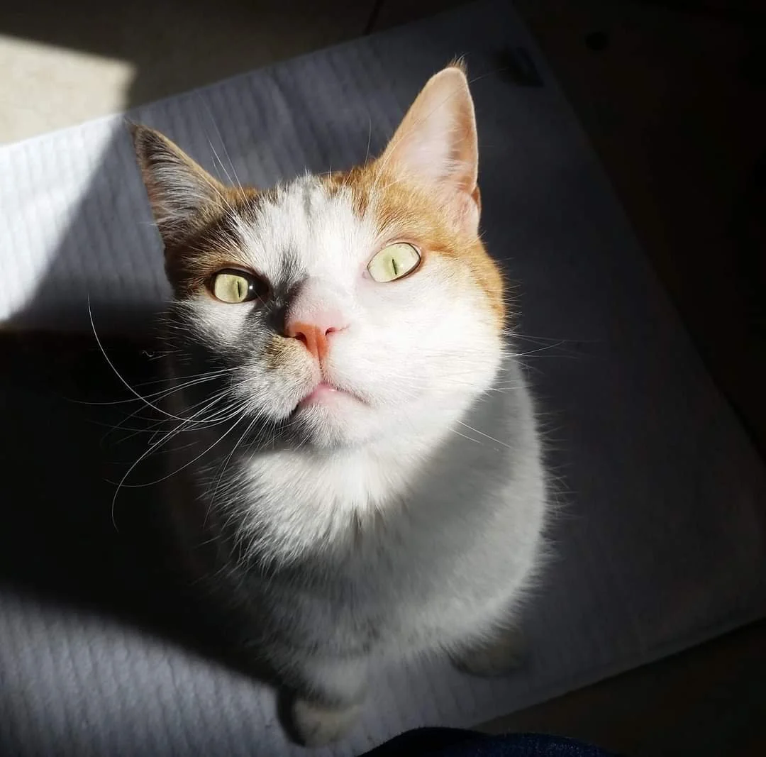 Cat eager to have some catnip, staring up intently