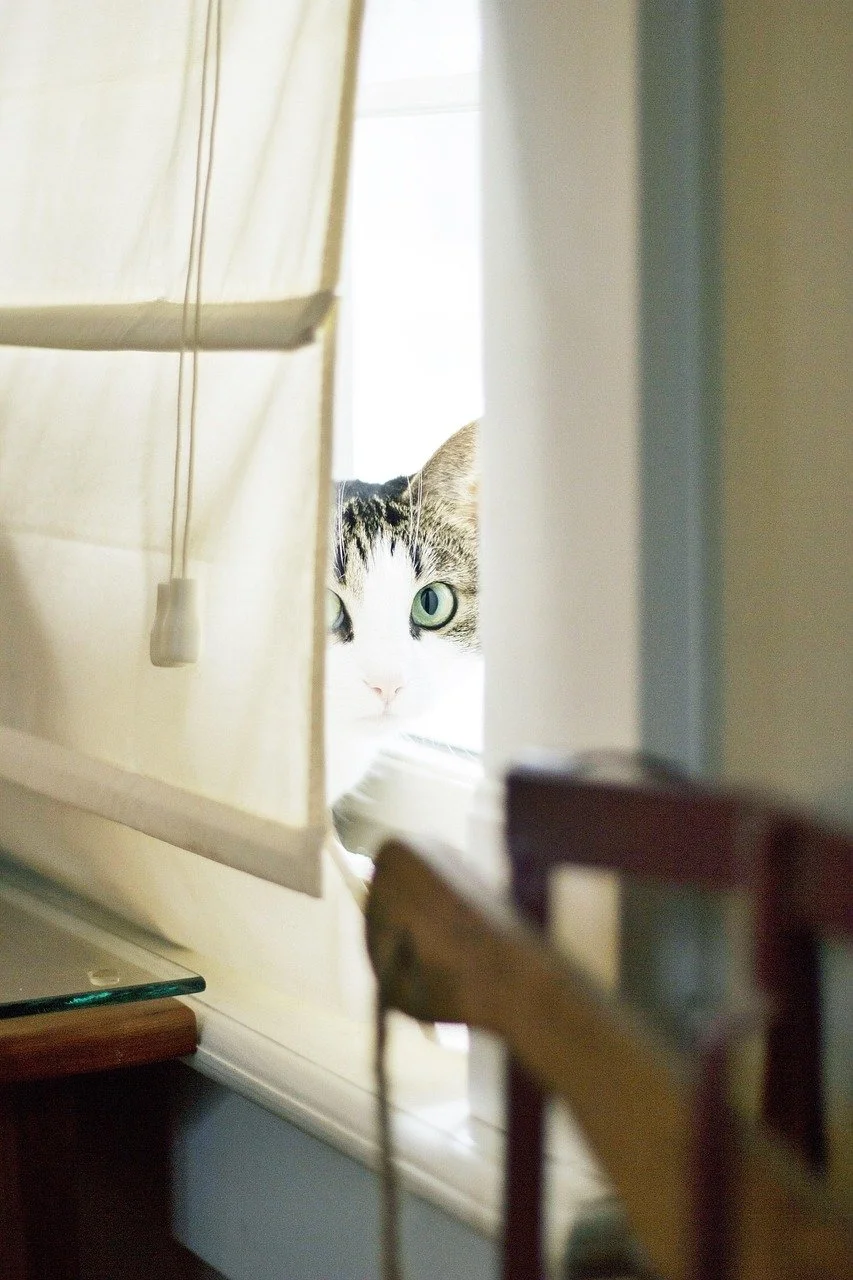 Cat on windowsill, partially obscured by a blind