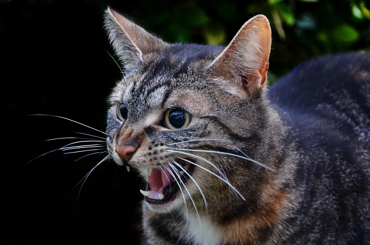 Angry tabby cat hissing and snarling