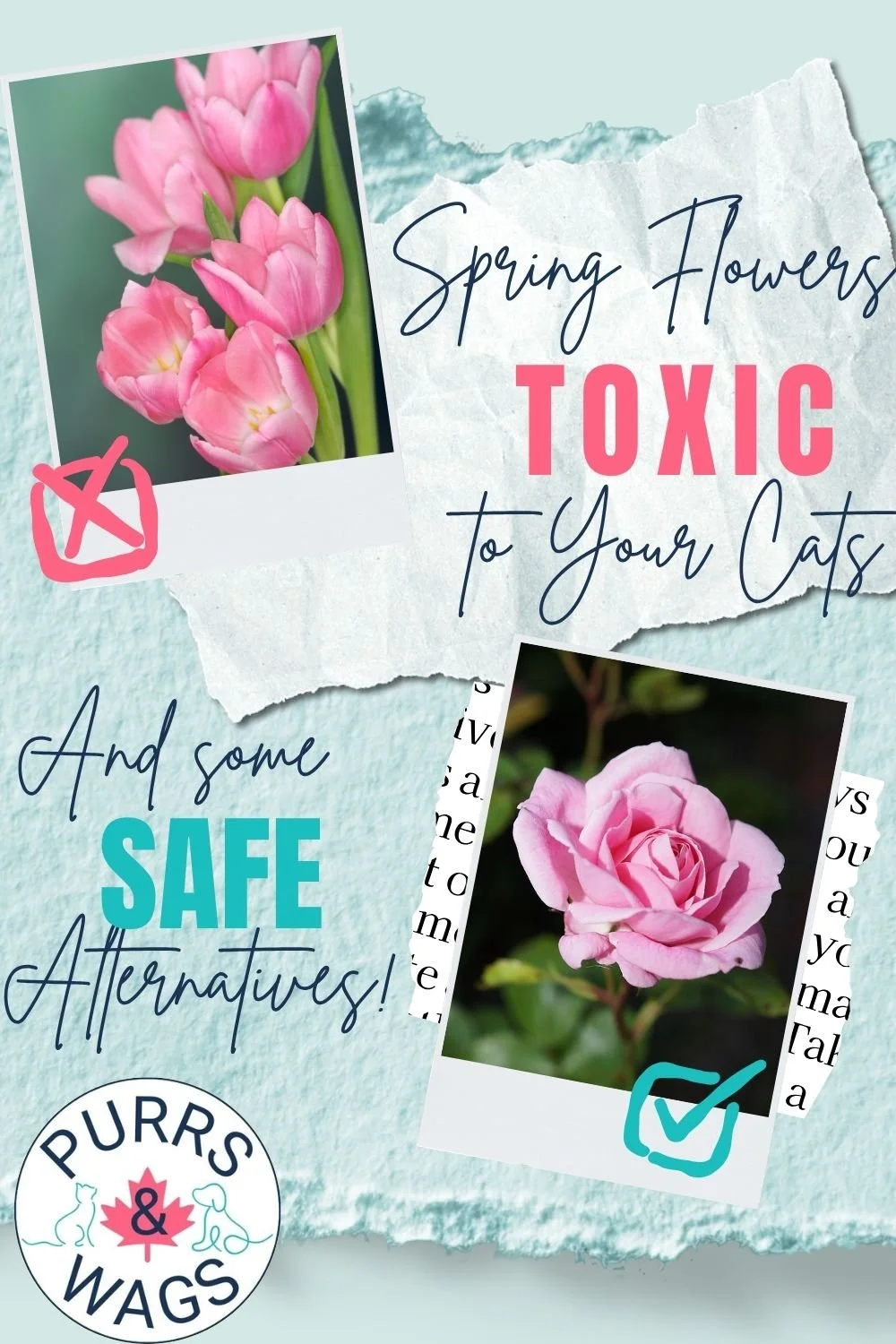 Graphic link to article about Spring flowers that are toxic to your cat