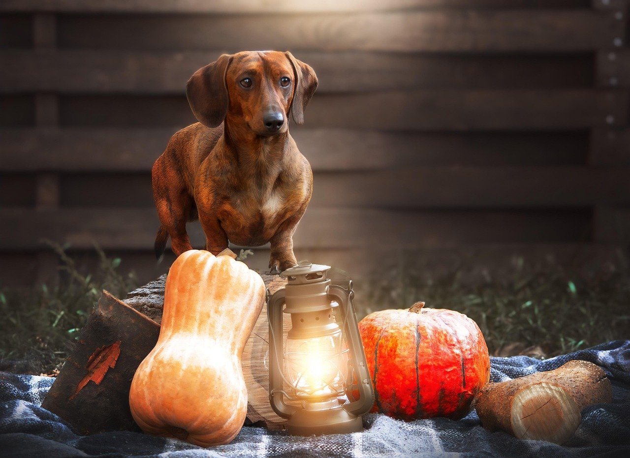 A harvest scene with a brown dachshund stands on a log with a pumpkin, squash, and lantern in front.