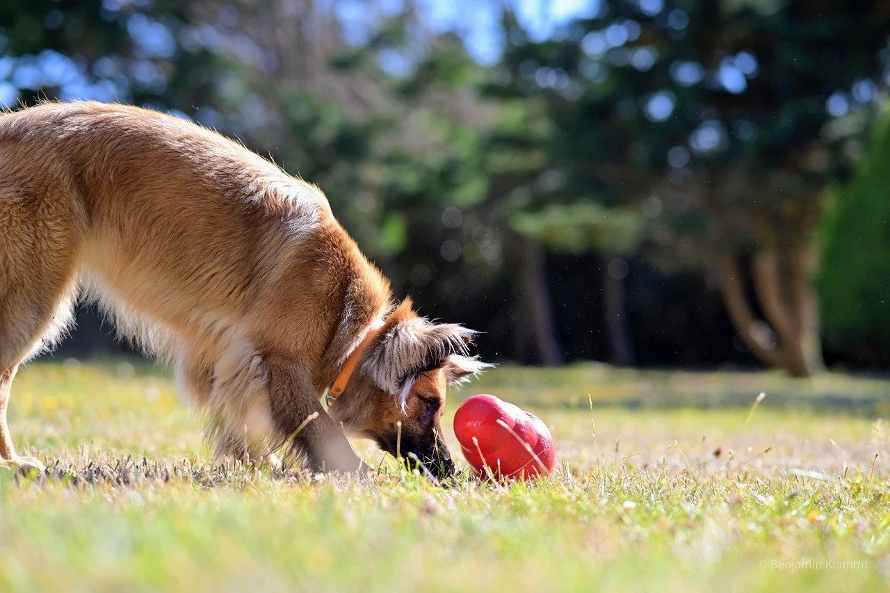 dog tipping a treat dispenser to release the treats inside