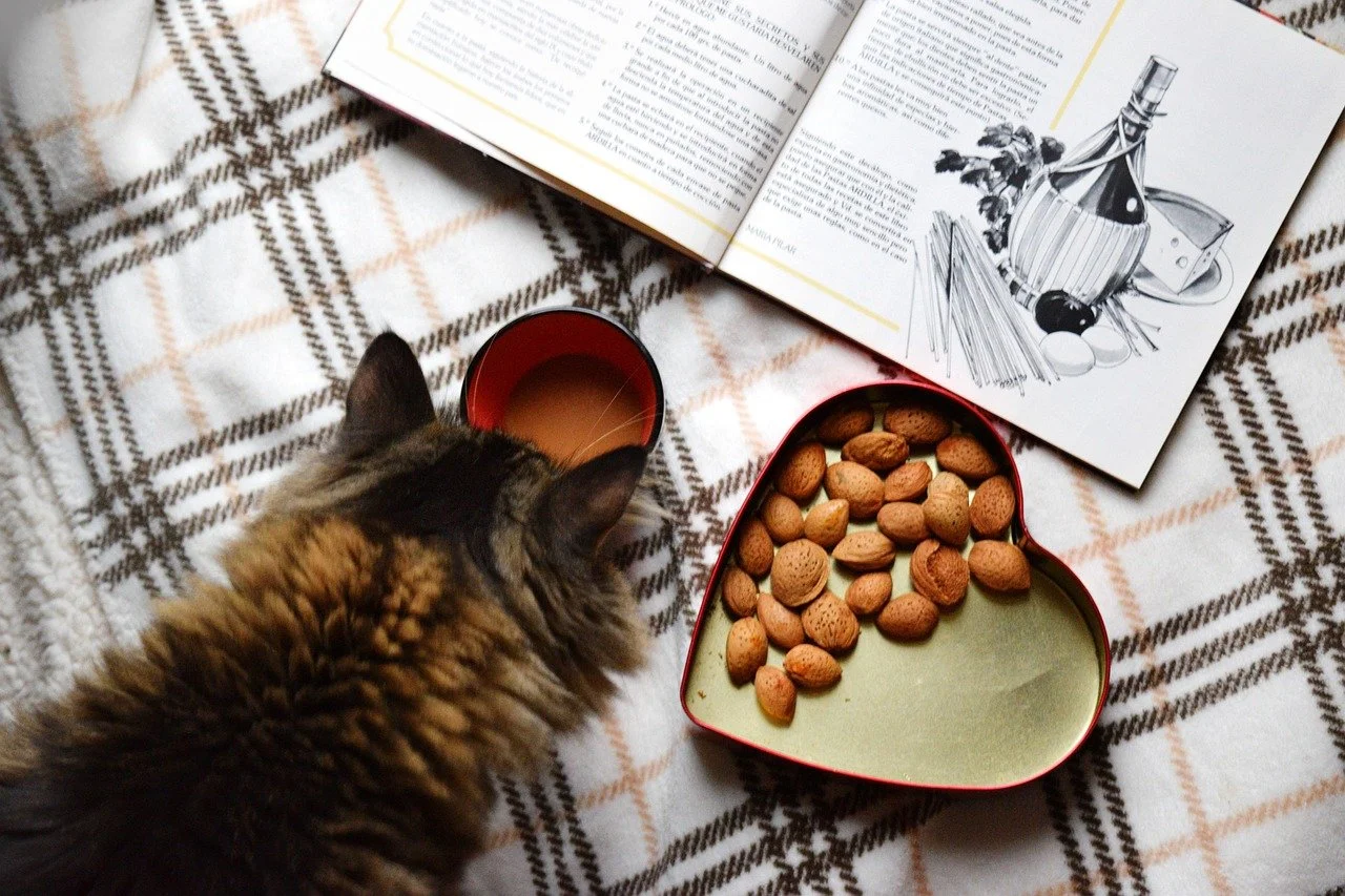 Calico cat sniffing a hot beverage beside a tray of nuts and a book