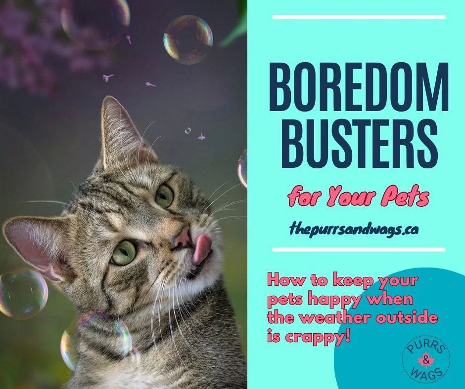 Link to article about preventing pet boredom for pets indoors