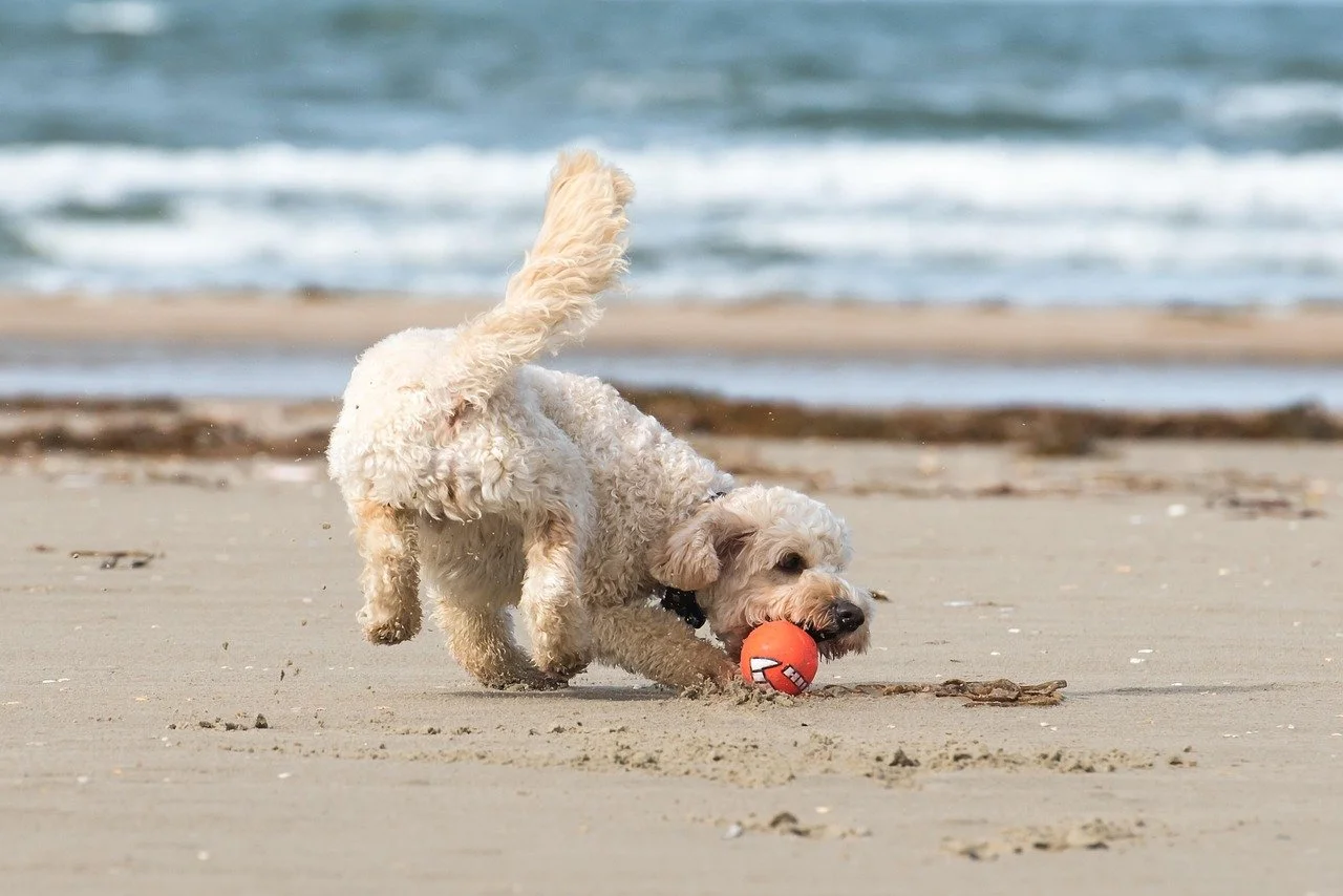 Dog fetching a rubber ball on the beach