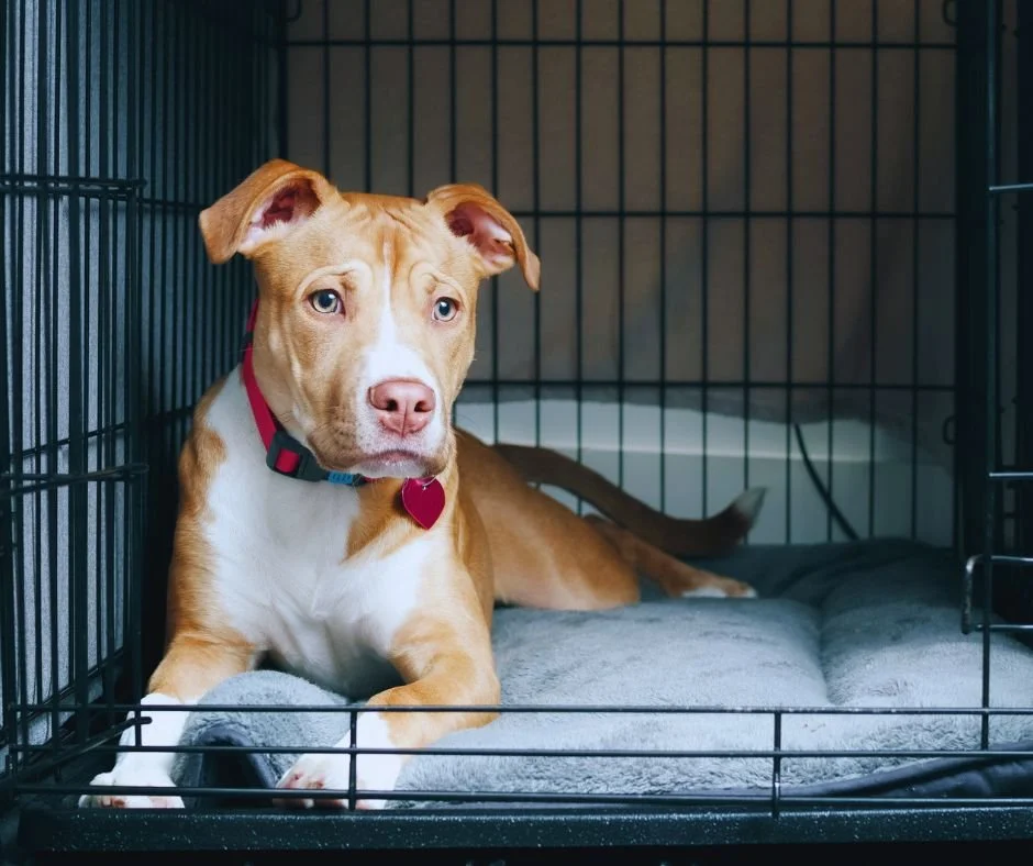 A dog lying in an open wire crate on a dog bed