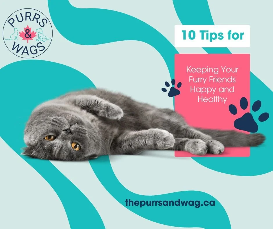 Link to 10 tips for a happy and healthy pet