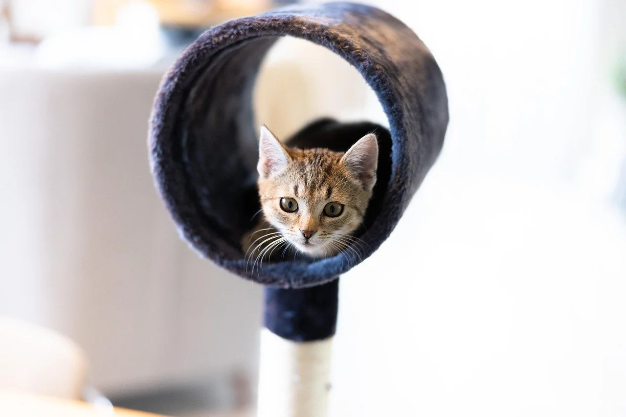 kitten sitting in a cat tower tube