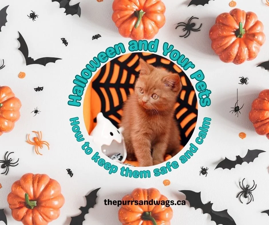 A graphic used to promote an article about Halloween safety tips for pets.