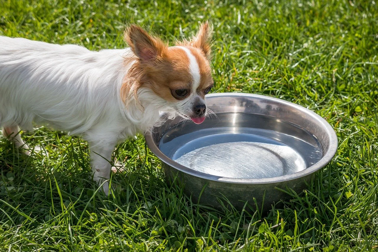 Tiny chihuahua drinks from a large bowl of water