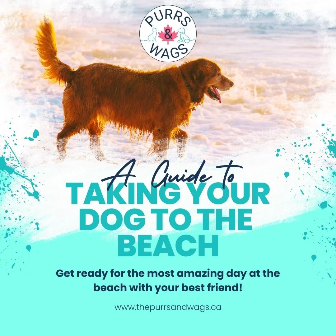 A link to an article about taking dogs to the beach with a picture of a dog playing along a shoreline