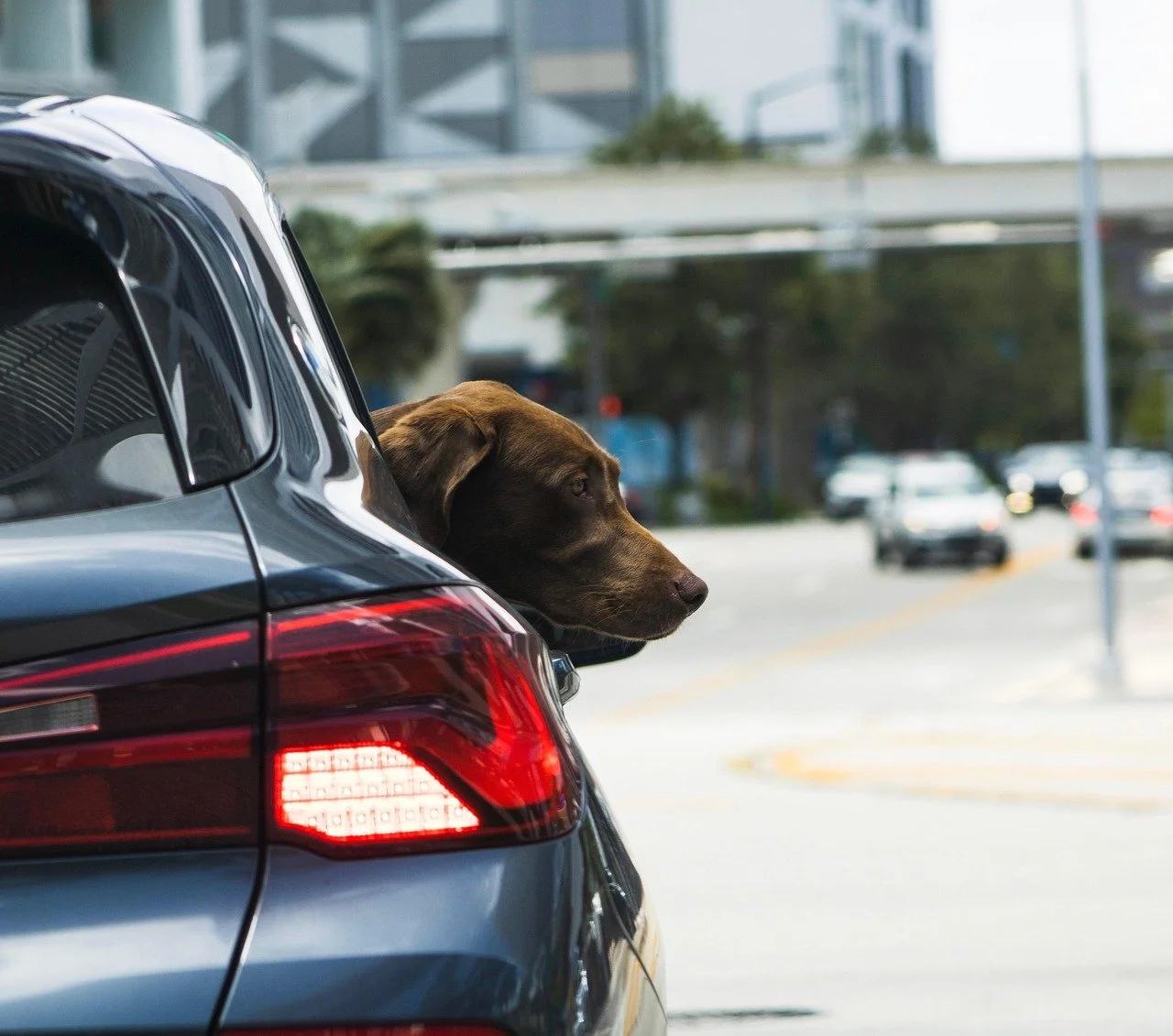 dog with head hanging out of window of car