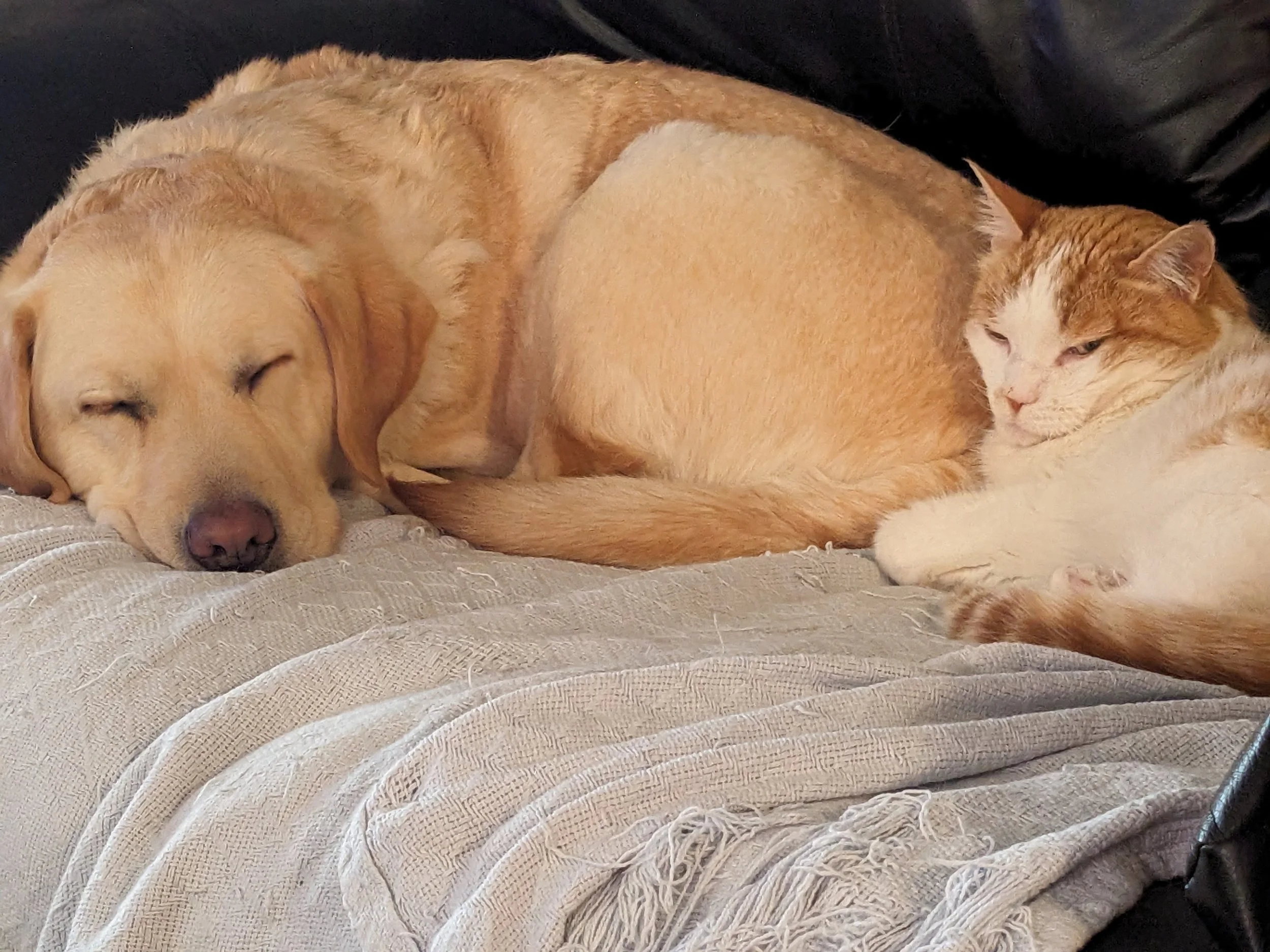 Dog and cat cuddling together on sofa