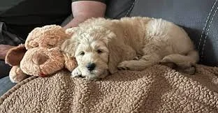 Dog snuggling with heartbeat plush toy
