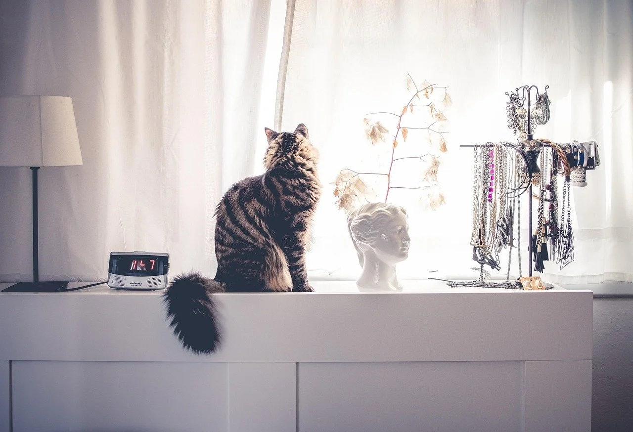 Cat sitting comfortably on a cabinet while looking through a window
