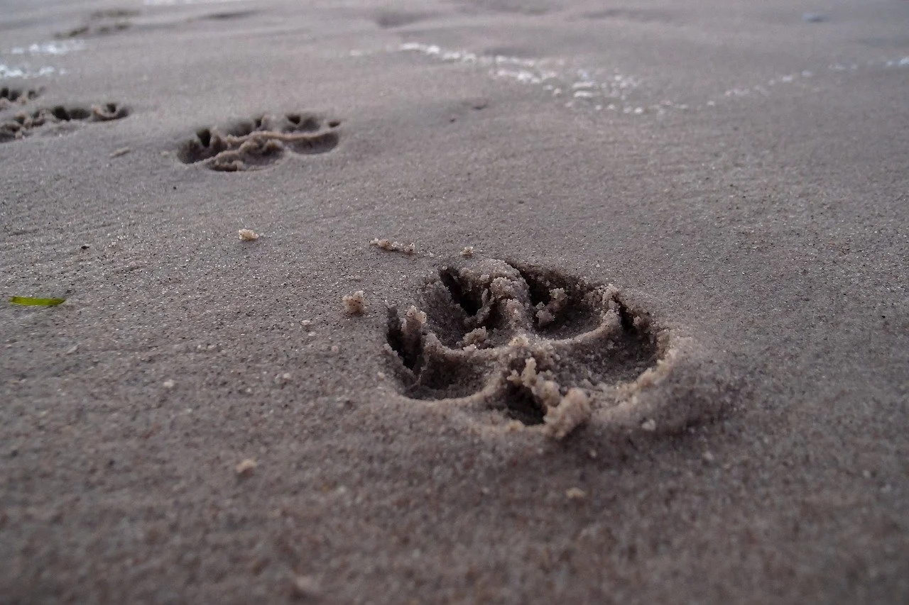 Dog pawprints on a wet sandy beach symbolizing a dog's carbon pawprint on Earth