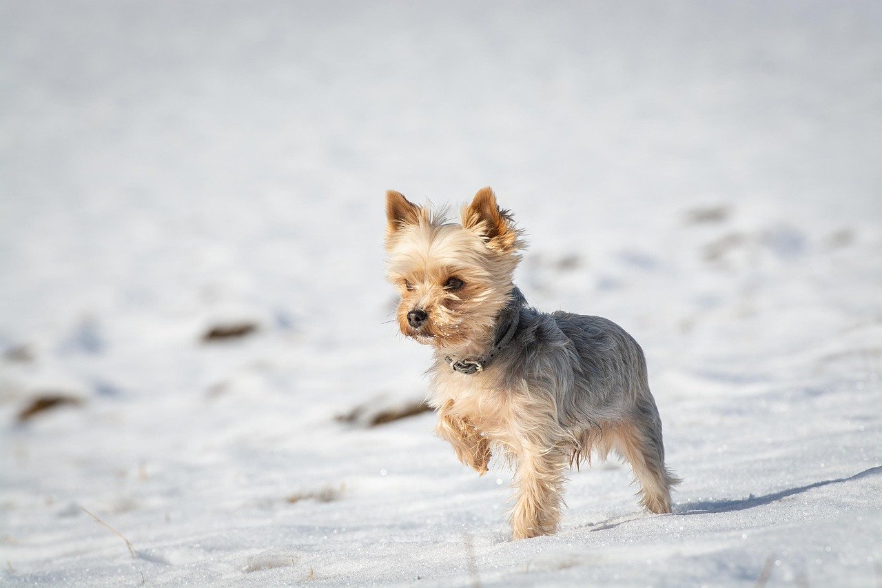 small dog in the snow with one paw lifted off the ground